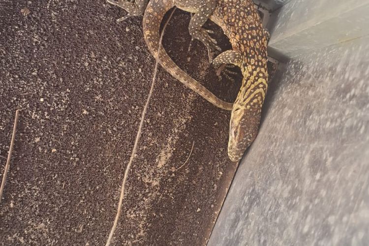 Anakan Komodo Masuk ke Permukiman Warga NTT, Dilepaskan Lagi ke Habitatnya