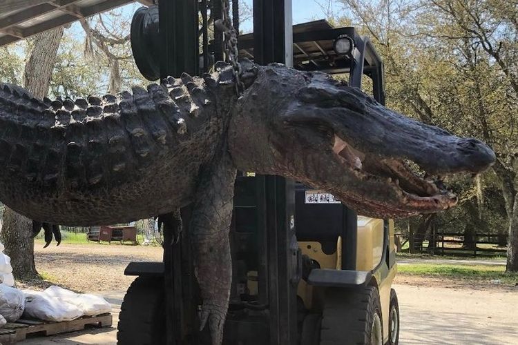 Seekor aligator sepanjang 3,6 meter ditangkap di Carolina Selatan, Amerika Serikat, di mana di dalam perutnya, ditemukan kalung anjing yang hilang selama 20 tahun terakhir.