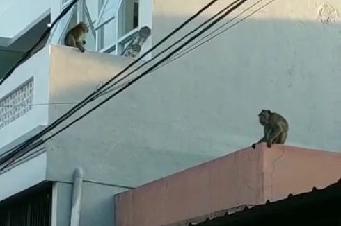 2 Ekor Monyet Berkeliaran di Perumahan di Cilodong Depok dan Resahkan Warga