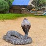 Digigit King Cobra, Ketua Yayasan Sioux Ular Indonesia Meninggal Dunia