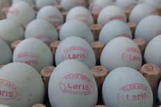6 Cara Pilih Telur Bebek yang Bisa Jadi Telur Asin Masir
