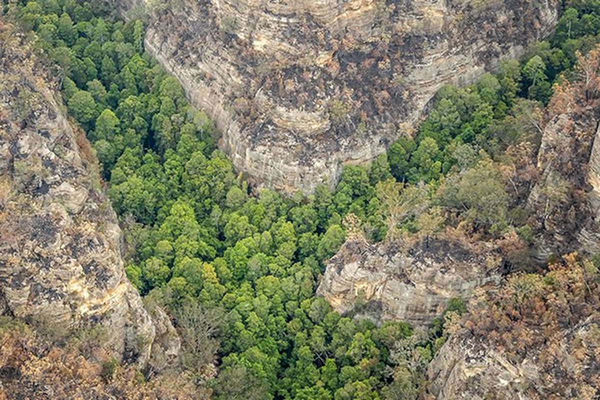 Wollemi Pines di Blue Mountains, Australia