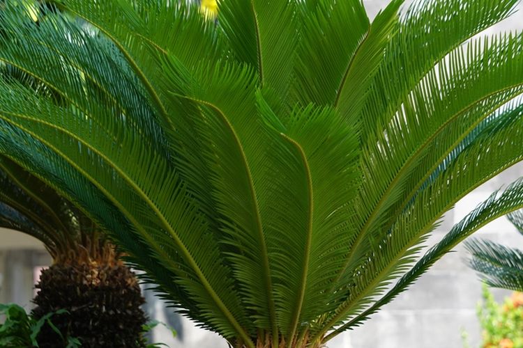 Ilustrasi tanaman sagu.