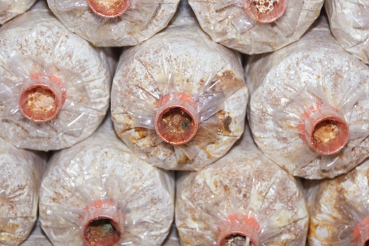 Ilustrasi baglog untuk budidaya jamur.