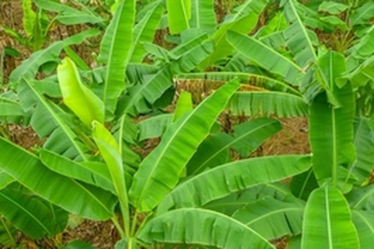 Ilustrasi budidaya tanaman abaca