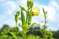 5 Tanaman Pendamping Terbaik untuk Okra, Bisa Tumbuh Subur Bersama