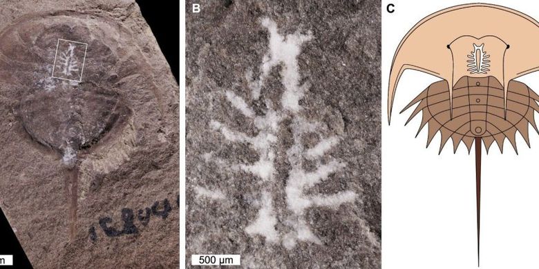Ahli temukan fosil otak kepiting tapal kuda Euproops danae berusia 310 juta tahun. Alam membantu fosil ini terawetkan dengan sempurna selama ratusan juta tahun.