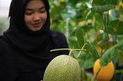 Dari Susah Cari Kerja, Winda Antika Sukses Budidaya Melon Premium di Banyuwangi