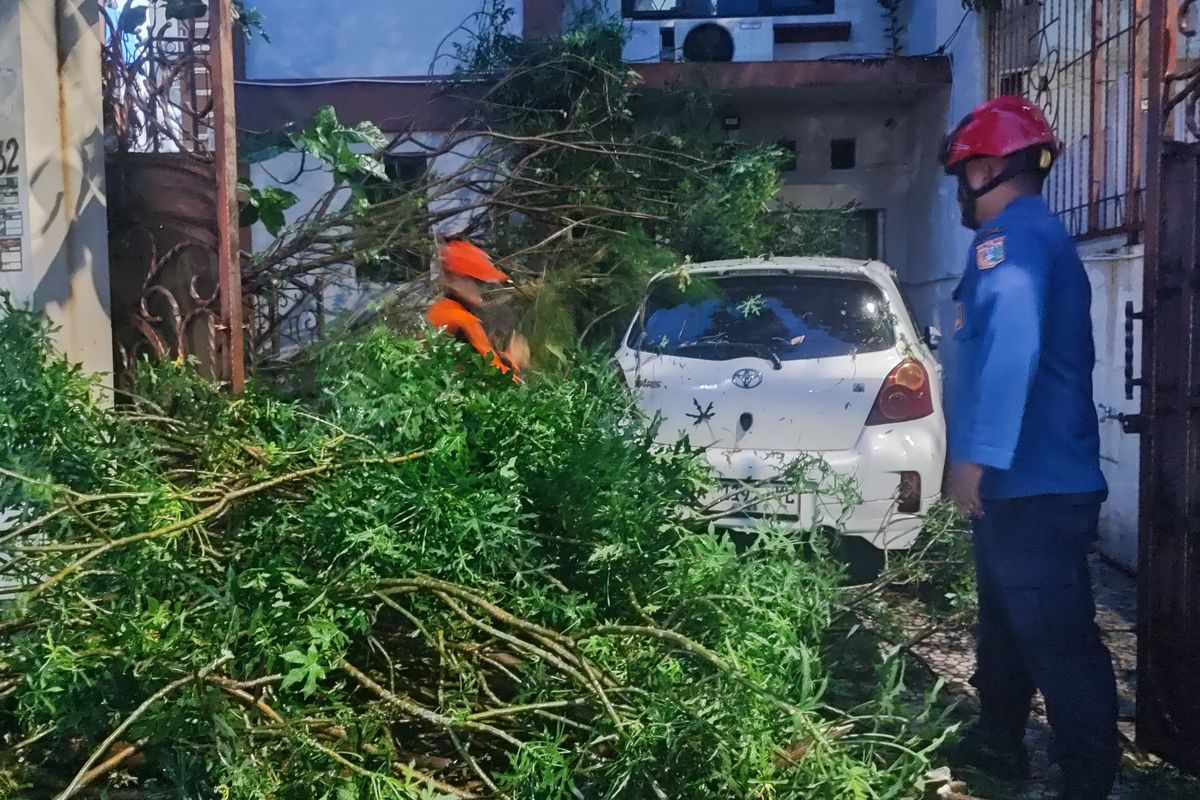 Petugas mengevakuasi pohon tumbang yang menimpa satu mobil di garasi rumah kos, Kramat, Senen, Jakarta Pusat. Rabu (1/7/24). Pohon tumbang disebabkan hujan deras disertai angin kencang.