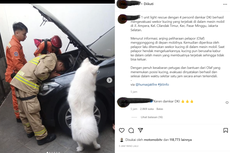 Viral, Video Penyelamatan Kucing Terjebak di Dalam Mesin Mobil oleh Damkar DKI Jakarta
