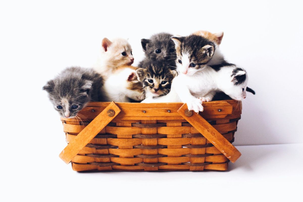 Ilustrasi anak kucing.