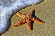 Tidak Punya Otak, Bagaimana Bintang Laut Bertahan Hidup?