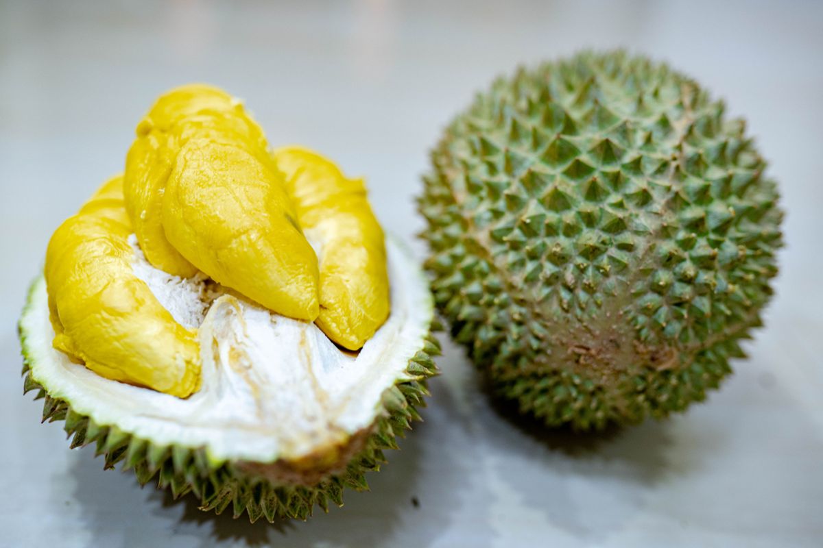 Ilustrasi durian musang king.