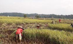 Tangkal Dampak Covid-19 pada Pertanian, Mentan Ajak Petani Manfaatkan KUR