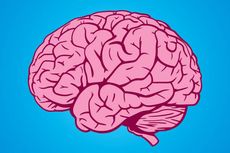 Mengapa Otak Manusia Berkerut-kerut?
