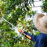 Bahaya Pestisida, Hampir 50 Persen Petani Dunia Keracunan Tiap Tahun