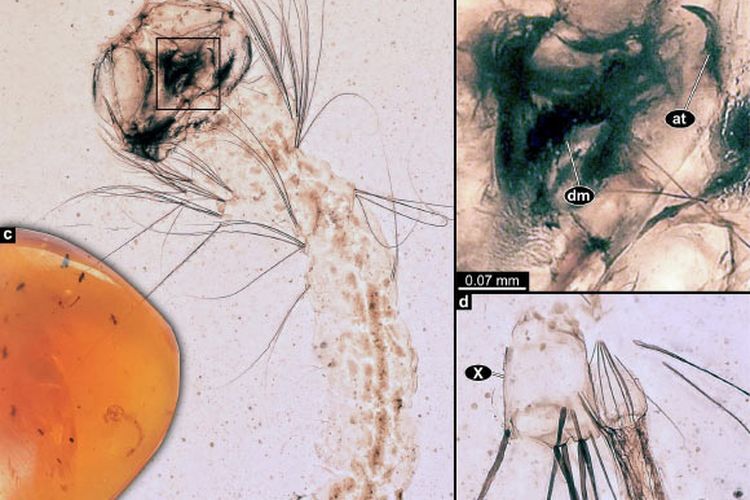 Larva nyamuk Cretosabethes primaevus yang ditemukan dalam batu amber. 