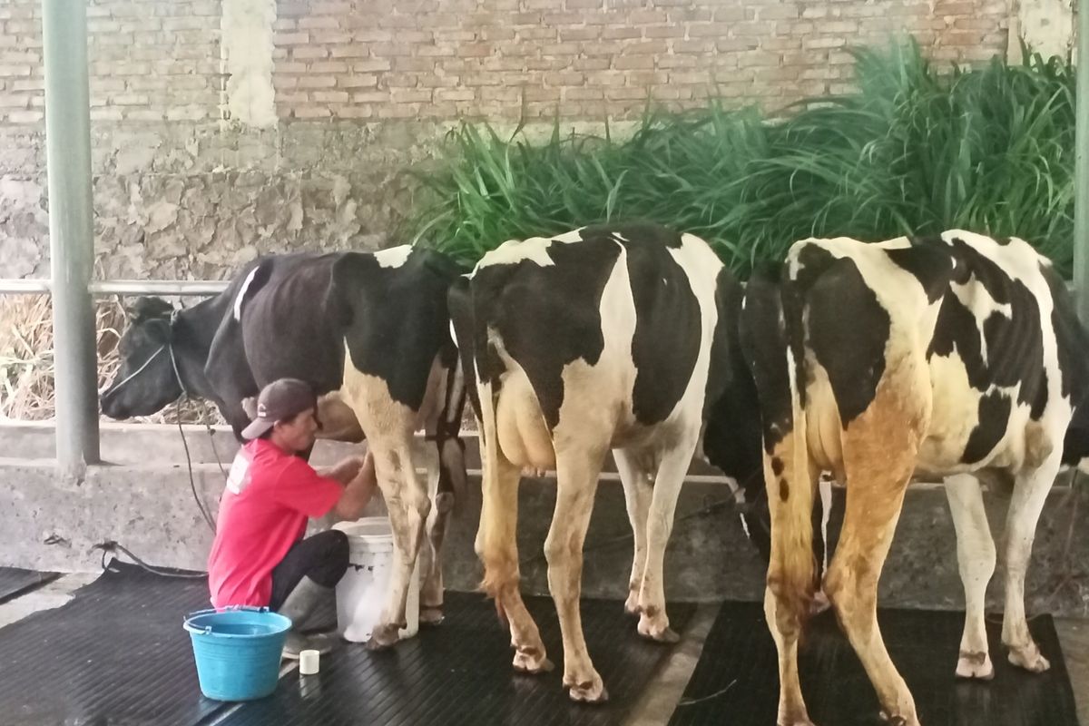 Peternak sapi perah dan potong di Kampung Cipulus, Desa Cilengkrang, Kabupaten Bandung, Jawa Barat, tak mengandalkan antibiotik atau vaksin guna menyembuhkan hewan ternak dari PMK.