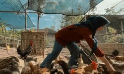 Tabungan Beasiswa Diputar Jadi Modal, Kisah UGM Anjeli Astriani Ternak Ayam Petelur