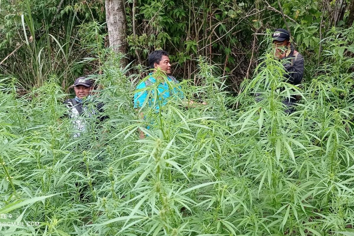 Tanaman ganja yang ditemukan tim gabungan yang terdiri dari Balai Besar TNBTS, Kepolisian Resor Lumajang, TNI, dan perangkat Desa Argosari, Kecamatan Senduro, Kabupaten Lumajang, Jawa Timur pada September 2024 lalu.