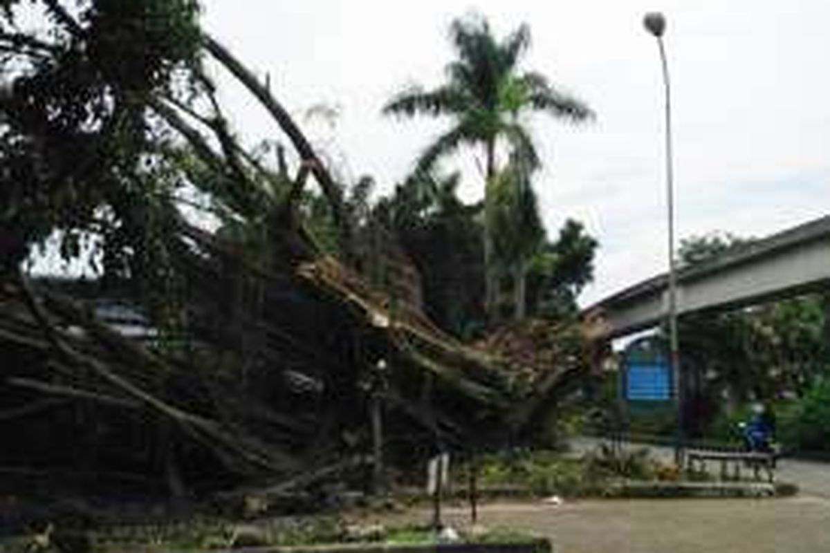 Pohon tumbang di kawasan Taman Mini Indonesia Indah (TMII) belum dibersihkan, Senin (14/11/2016).