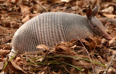 Saat Hewan Armadillo Ditembak tapi Justru Mengenai Manusia, Bukti ...