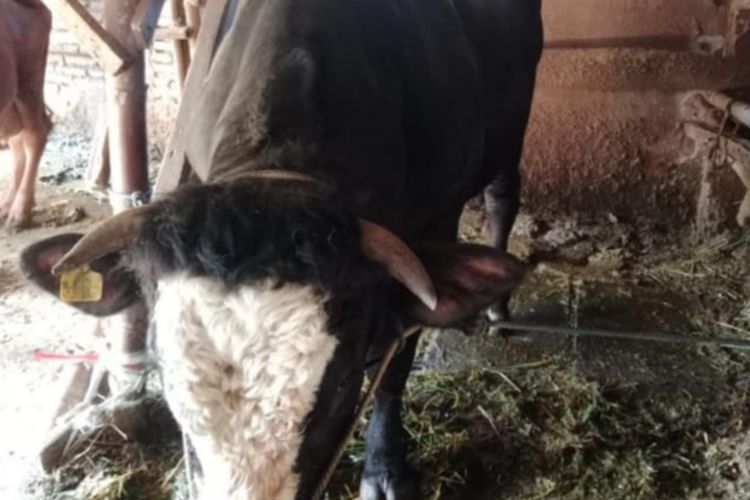 Sapi yang dibeli Presiden Prabowo dari seorang peternak di Kota Malang, Jawa Timur, bernama Susanto Hari Asmoro. 