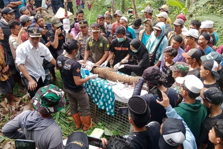 Tim penyelamatan satwa dari PPSC saat penanganan macan tutul yang terjerat jebakan babi di Desa Sekarsari, Kecamatan Kalibunder, Sukabumi, Jawa Barat, Rabu (27/12/2023).