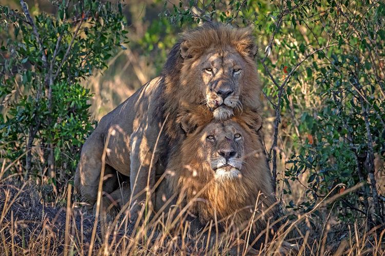 Seorang fotografer satwa liar menangkap gambar menakjubkan dari dua singa jantan di Kenya