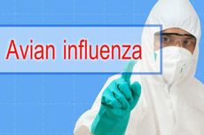 Sapi Perah di AS Terdeteksi Idap Flu Burung