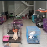Viral Unggahan 130 Kucing Ditelantarkan di Sebuah Ruko di Surabaya
