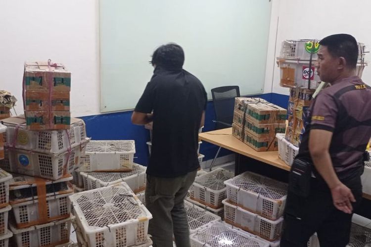 BKSDA Bengkulu-Lampung Gagalkan Penyelundupan 1.532 Burung Ilegal dan Dilindungi