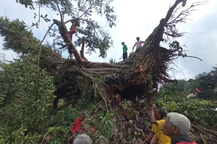 Pohon beringin yang diperkirakan berusia 184  tahun tumbang dan menimpa sebuah rumah warga di Dusun Boganatar, Desa Kringa, Kabupaten Sikka, Nusa Tenggara Timur (NTT), Kamis (4/1/2024).