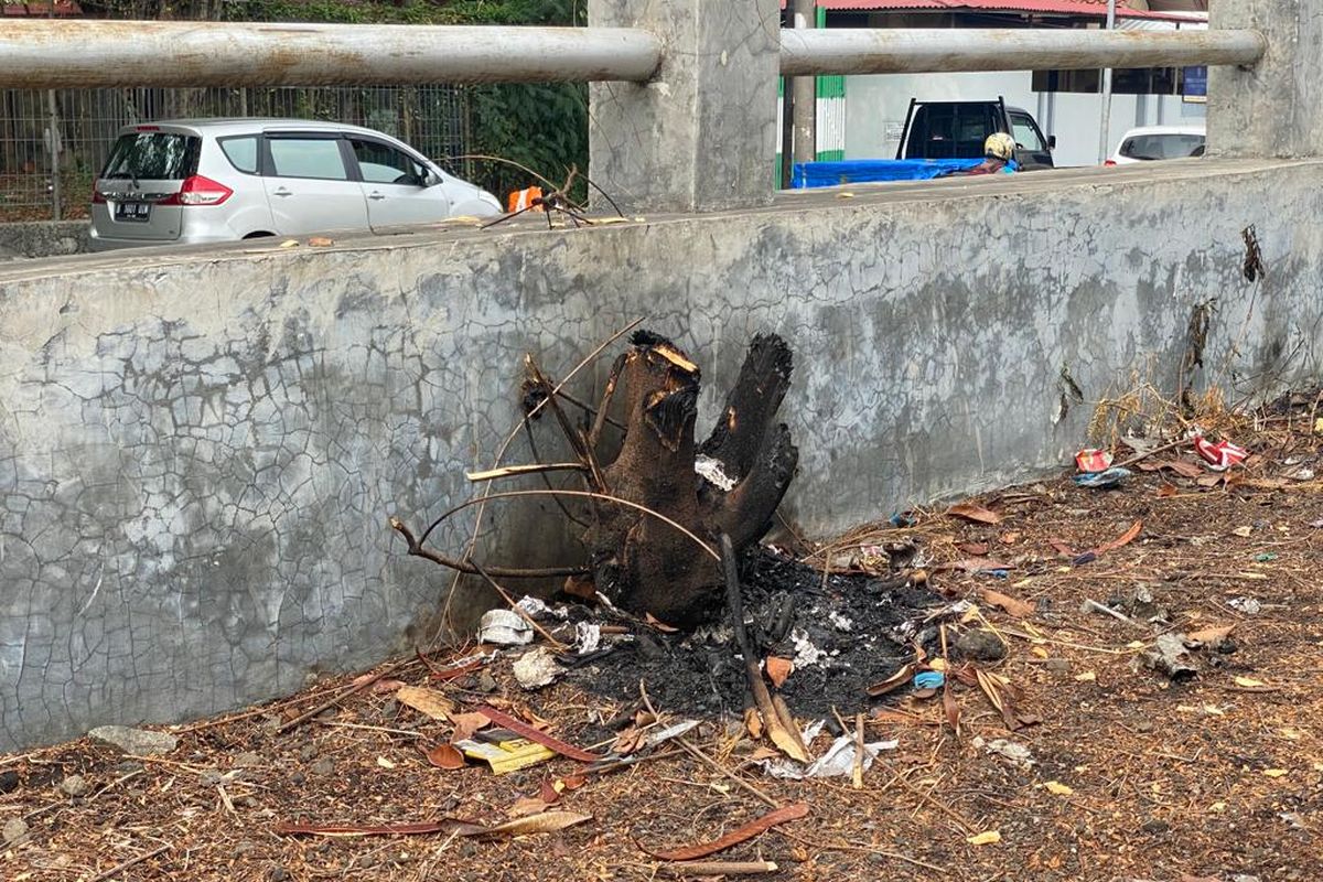 Salah satu dari deretan pohon sisi kiri Jalan Layang Non Tol (JLNT) Pluit yang tumbuh di atas beton. 