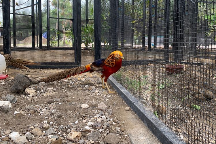 Satwa ayam golden pheasant yang ada di Mini Zoo Romokalisari Adventure Land, Kota Surabaya, Jawa Timur.