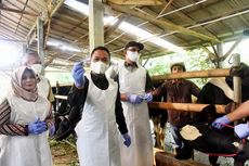 PMK Kembali Menyerang Ternak di Lumajang, 50 Sapi Terinfeksi