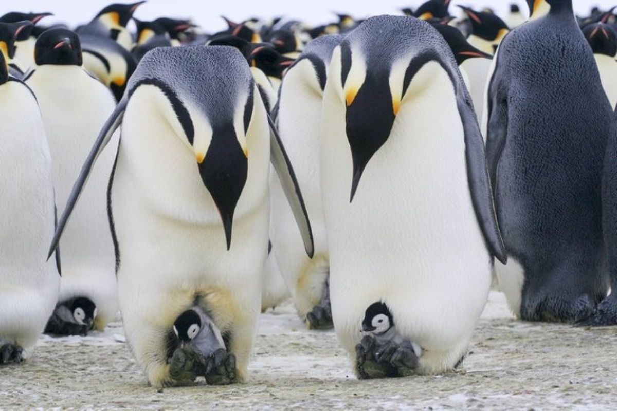 Penguin kaisar dewasa dan anak mereka di dekat stasiun penelitian di Terre Adélie, Antartika. Periset menemukan bahwa penguin jantan sering kali menyelinap ke luar dari koloni untuk berburu selama musim kawin.
