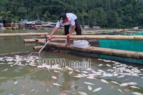 Fenomena Gas Belerang di Telaga Ngebel Ponorogo, Puluhan Ton Ikan Nila Mati Mendadak