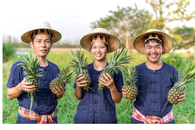 Pipper Standard menggunakan hasil fermentasi nanas untuk bahan baku deterjen dan pelembut pakaiannya. 