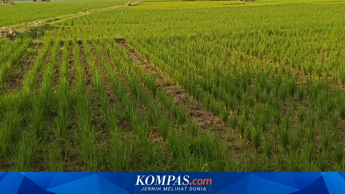 Petani di Subang Was-was, Sawah Mengering dan Terancam Gagal Panen