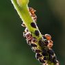 Simbiosis Mutualisme antara Semut dan Kutu Daun
