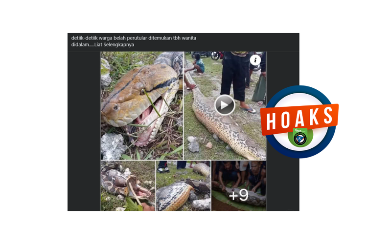 INFOGRAFIK: Perut Ular Piton Membesar karena Memangsa Babi Hutan, Bukan Manusia