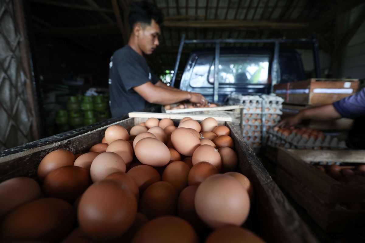 Peternak ayam petelur mensortir telur usai panen di kawasan Cibinong, Kabupaten Bogor, Selasa (23/8/2022). Dalam dua pekan ini harga telur terus mengalami kenaikan harga. Ditingkat peternak harga telur dijual Rp 28.500 per kilogram. Sedangkan di pedagang harga telur mencapai Rp 31.000 per kilogram.