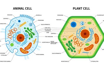 8 Fungsi Peroksisom pada Sel Tumbuhan dan Hewan