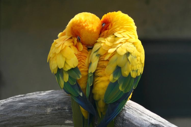 Ilustrasi burung lovebird