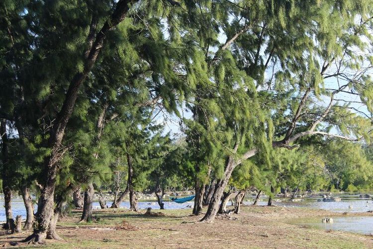 Salah satu titik lokasi wisata Hutan Cemara Laipori tampak asri setelah sampah yang berserakan berhasil dibersihkan. 