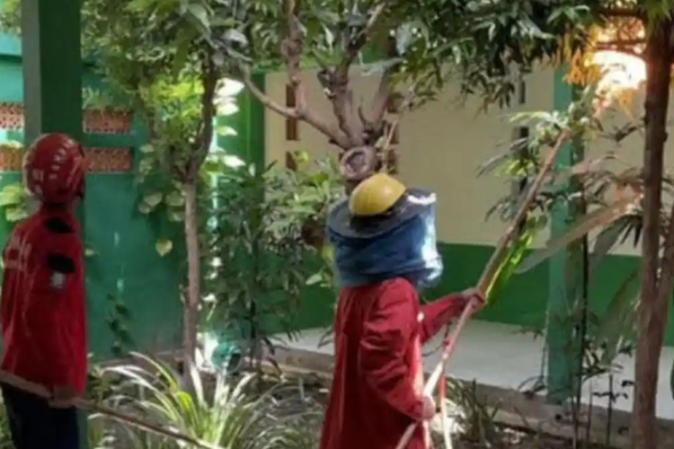 Damkarmat Tulungagung, Jawa Timur sedang mengevakuasi sarang tawon vespa.