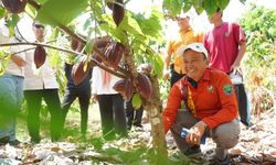 Wujudkan Kakao Berkualitas, Wabup Bulungan Dampingi Petani Praktik Budi Daya Langsung