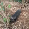Viral, Video Pendaki Bertemu Babi Hutan di Gunung Cikuray, Ini Ceritanya