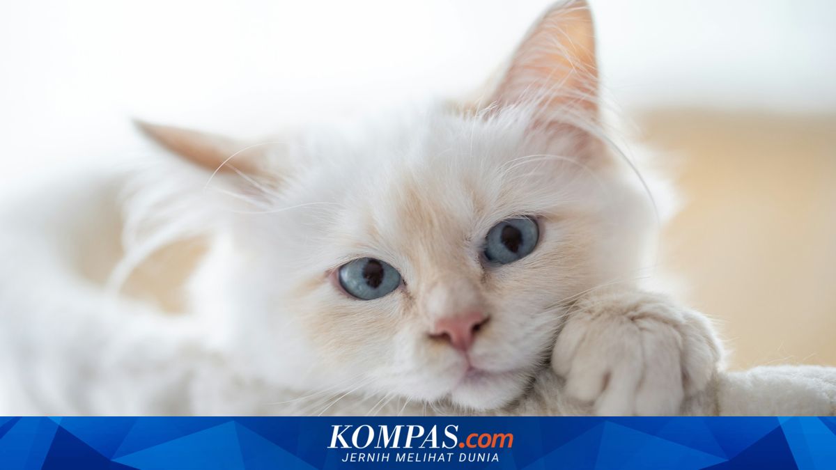 7 Ras Kucing Putih yang Mudah Dirawat, Cocok untuk Pemula